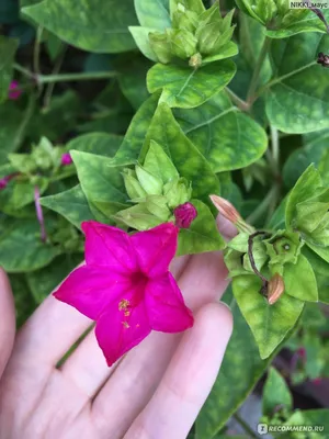 Мирабилис ялапа, или ночная красавица - «Цветы, которые цветут ночью и  чудесно пахнут. Много лет радуют своей красотой и совсем неприхотливые.» |  отзывы