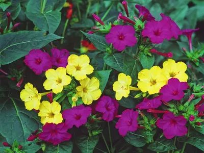 Мирабилис ялапа, или ночная красавица - «Яркие цветки Ночной красавицы  радуют вечером своим обильным цветением и приятным ароматом » | отзывы