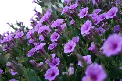 Цветок ночная красавица мирабилис (71 фото) - 71 фото