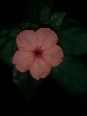 Цветок мирабилис (ночная красавица), посадка и уход, фото ⋆ Все о домашних  цветах и уходе за ними