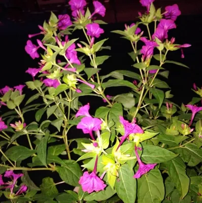 Как вырастить цветок Ночная красавица в открытом грунте - Рамблер/женский
