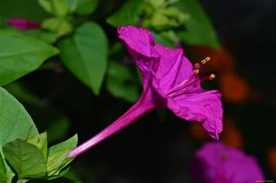 Тай ночная красавица тропический цветок лилии, открывающийся на заре  Стоковое Фото - изображение насчитывающей лепесток, сад: 232824338