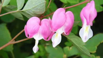 🌱 Дицентра (разбитое сердце) великолепная Valentine по цене от 1200 руб:  саженцы, рассада - купить в Москве с доставкой - интернет-магазин Все Сорта