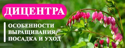 Что важно знать о выращивании и уходе за дицентрой? - Рамблер/новости