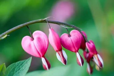 Дицентра - цветок \"разбитое сердце фотография Stock | Adobe Stock