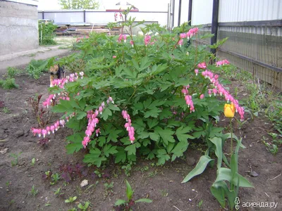 Дицентра цветок: фото, описание, выращивание, посадка, уход в открытом  грунте, отзывы, где купить