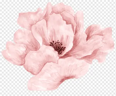 Розовые Розы Изолированы Белом Фоне Крупным Планом Букет Розовых Цветов  стоковое фото ©natika 531521524