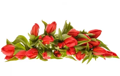Скачать обои цветы, розы, букет, ваза, оранжевые, бант, белый фон, раздел  цветы в разрешении 4200x3050