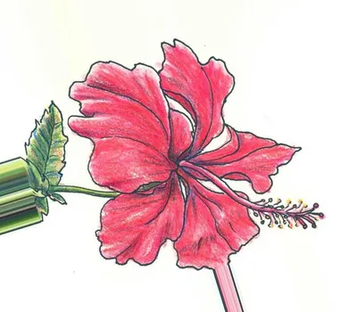 Картинки для срисовки карандашом красивые цветы с узорами (20 шт)
