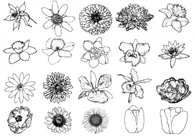 Рисунки для срисовки цветы - 54 фото