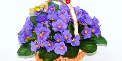 Купить Фиалка в горшке в Минске с доставкой из цветочного магазина