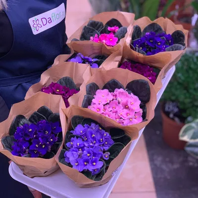 Купить Фиалка фиолетовая в Евпатории за 2 299 руб. | Быстрая доставка цветов