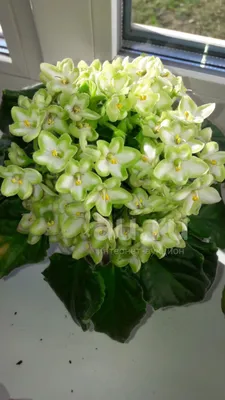 Фиалки Гавриш цветы3 - купить по выгодным ценам в интернет-магазине OZON  (530264676)