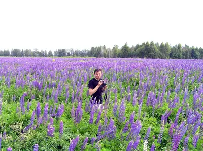 Люпин многолистный, семена цветов, Legutko, Польша