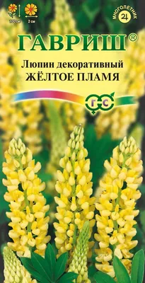 Цветы и всё для выращивания цветов : Люпин Governor (корень)