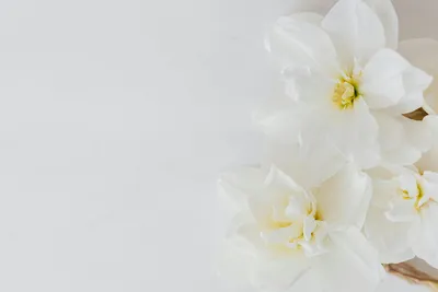 Букет весенних цветов на белом фоне | Премиум Фото