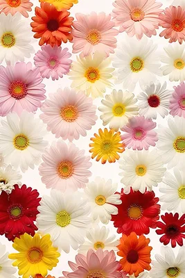 Идеи на тему «Цветы на белом фоне» (670) | цветы, растения, зеленые растения