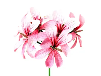 Цветы на белом фоне стоковое изображение. изображение насчитывающей  украшение - 165956737
