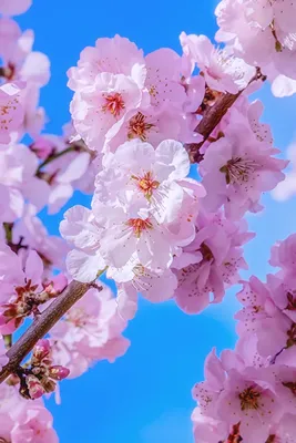 Wallpaper Cherry blossom Flowers Branches Flowering trees 640x960