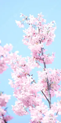 Вертикальная версия цветущей вишни романтические розовые весенние обои для  телефона Фон И картинка для бесплатной загрузки - Pngtree