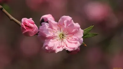 Очаровательные обои \"цветущая сакура\" на телефон | Премиум Фото
