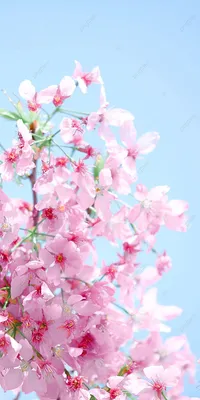 Моющиеся виниловые фотообои Цветущая сакура, 315х225 см - купить по  выгодной цене в интернет-магазине OZON (272635268)