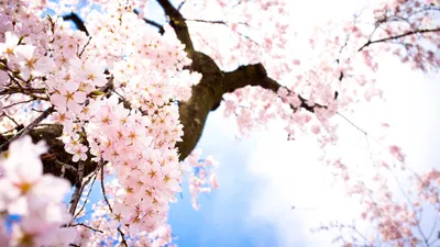 Обои Цветы Сакура, вишня, обои для рабочего стола, фотографии цветы, сакура,  вишня, цветущая, весна Обои для рабочего стола, скачать обои картинки  заставки на рабочий стол.