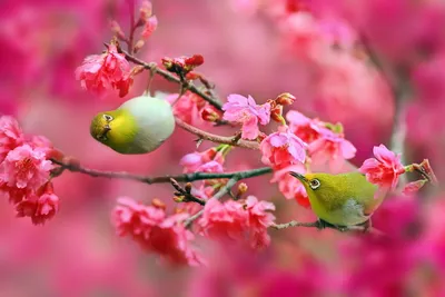 Фотообои Акварель цветущая сакура купить на стену • Эко Обои