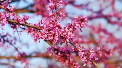 Фотообои цветущая сакура/ цветущий сад. Размер 400х270см - купить по  выгодной цене в интернет-магазине OZON (399182765)