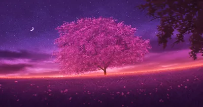 Вертикальная версия цветущей вишни фотография картинка весна романтика телефон  обои Фон И картинка для бесплатной загрузки - Pngtree