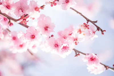 Скачать обои цветы, ветви, вишня, цветы, цветущая сакура разрешение  2048x1365 #125441