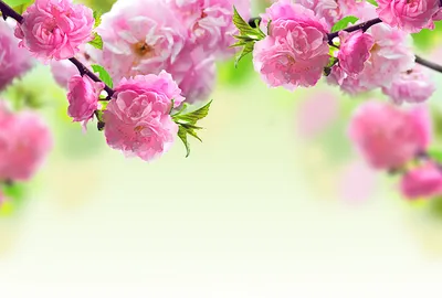 Купить Фотообои цветущая розовая сакура на стену. Фото с ценой. Каталог  интернет-магазина Фотомили