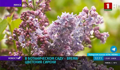 Цветы сирени сушеные в интернет-магазине Ярмарка Мастеров по цене 200 ₽ –  SA0I8RU | Сухоцветы для творчества, Москва - доставка по России