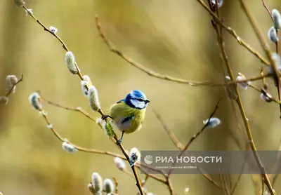 Верба с голубыми сухоцветами - купить в Москве | Flowerna