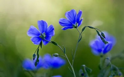 Как цветет лен (152 фото) »