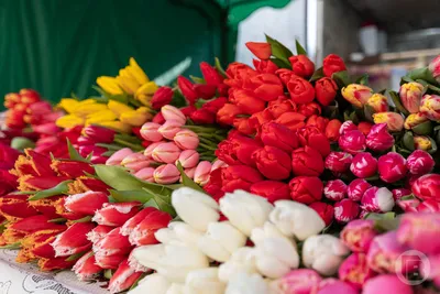 Какие цветы дарить маме на 8 марта 2022 года - KP.RU