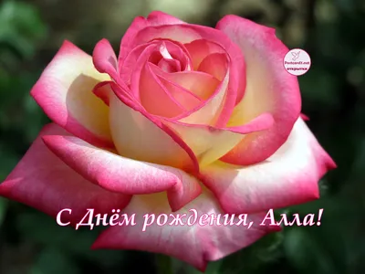 Розы для Аллочки ( для Аллы Шевченко).... Photographer Kolova Valentina