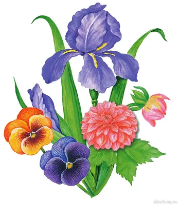 Книжка-раскраска детей с листьями цветы и травы простой формы. Иллюстрация  вектора. Иллюстрация вектора - иллюстрации насчитывающей ребенок,  расцветка: 181811698