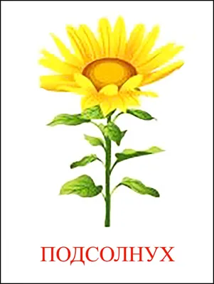 Гербера свежие цветы. раскрашивание книг для детей и взрослых. Стоковое  Изображение - изображение насчитывающей цветок, конструкция: 246782091