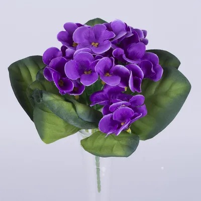 Цветок \"Фиалка\" или \"Сенполия\" | Доставка цветов в Анапе