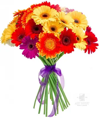Букет цветов «Герберы в 25 лет» заказать с доставкой в Краснодаре по цене 5  630 руб.
