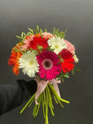 Что означают цветы герберы, происхождение и символика гербер - рассказывают  флористы | Roza4u.ru