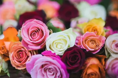 Розы и их значение | Все про цветы | Дзен