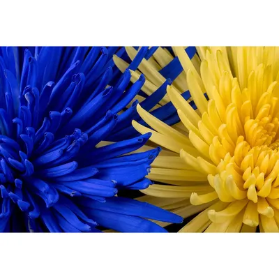 Купить Фотообои цветы хризантемы синие и желтые на стену. Фото с ценой.  Каталог интернет-магазина Фотомили