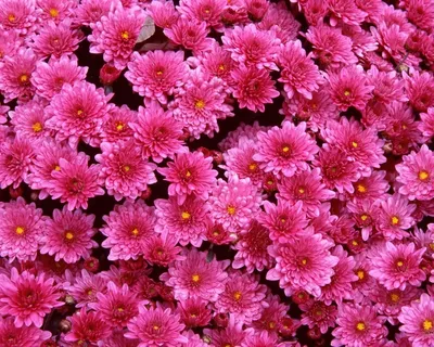 Скачать 1920x1080 хризантемы, цветы, букет, розовый обои, картинки full hd,  hdtv, fhd, 1080p