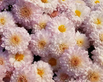 Обои на рабочий стол Цветы розовой хризантемы, обои для рабочего стола,  скачать обои, обои бесплатно