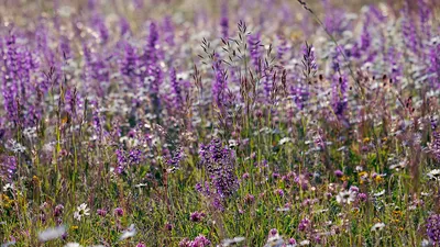 Лето Цветы Природа - Бесплатное фото на Pixabay - Pixabay