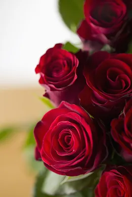 All 4 Love Garden Rose | Sami Sacha Flowers