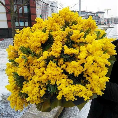 Мимозы цветы в Щелково