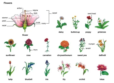 Flowers / Цветы | Визуальный английский | English | ВКонтакте